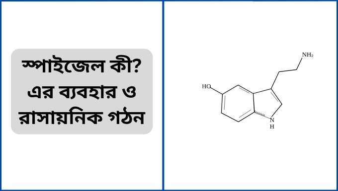 স্পাইজেল কী এর ব্যবহার ও রাসায়নিক গঠন